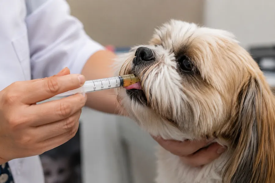 Solução oral veterinária manipulada